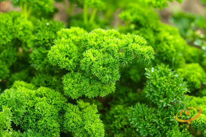 Parsley - Triple Moss Curled.