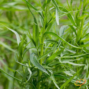 Buy Tarragon Seeds online | Dragon Wort Herb seeds for Culinary Use