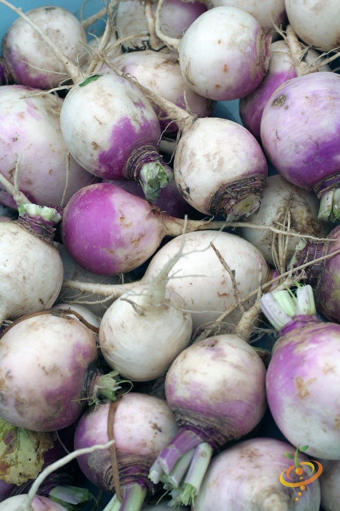 Rutabaga - American Purple Top.