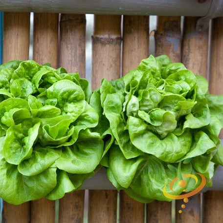 Lettuce - Winter Density - SeedsNow.com