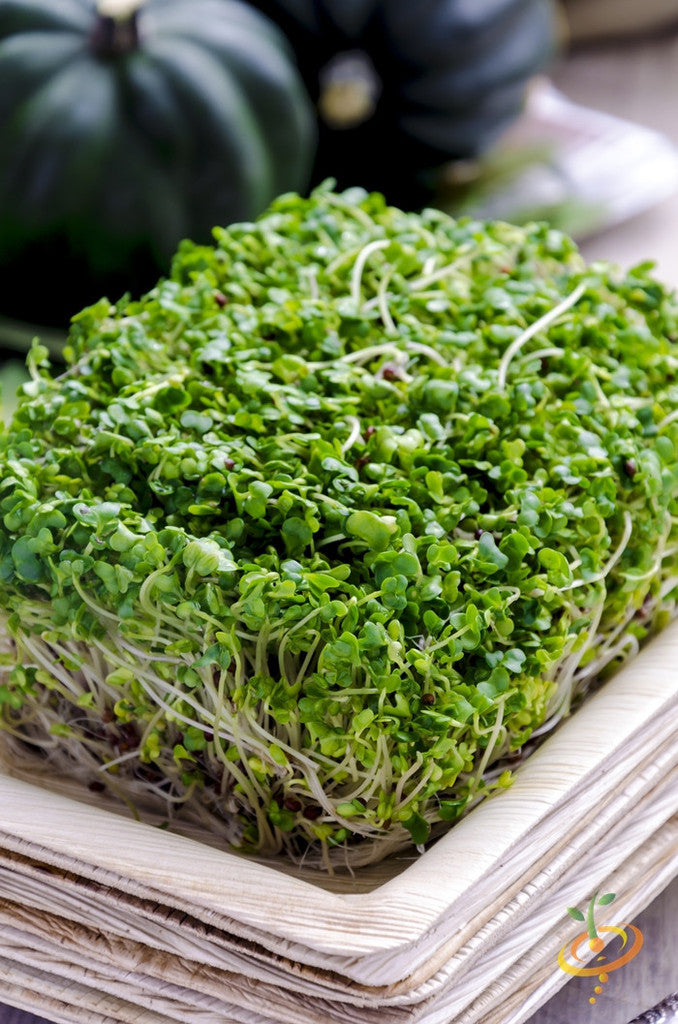 All-in-One Sprouts/Microgreens Seed Bank w/Sprouting Jar.