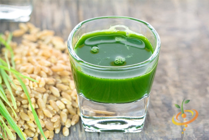 Sprouts/Microgreens - Wheat Grass & Wheat Berries.