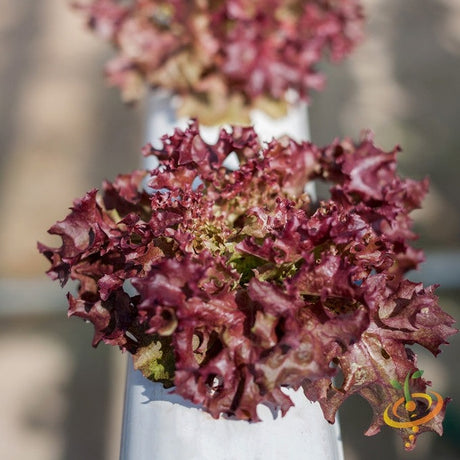 Lettuce - Salad Bowl, Red - SeedsNow.com