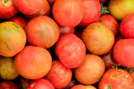 Close-up of high quality heirloom organic Tomato Tigerella with bright red and orange streaked skin