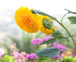 Sunflower - Sungold, Tall.