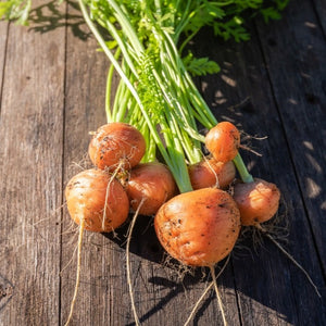 Carrot - Paris Market, 2" Round - SeedsNow.com