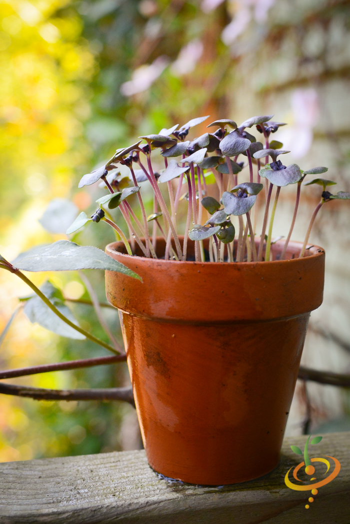 Sprouts/Microgreens - Basil, Purple - SeedsNow.com