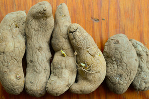 Potato, Fingerling (Late-Season) - Austrian Crescent (Organic/Heirloom) - SeedsNow.com