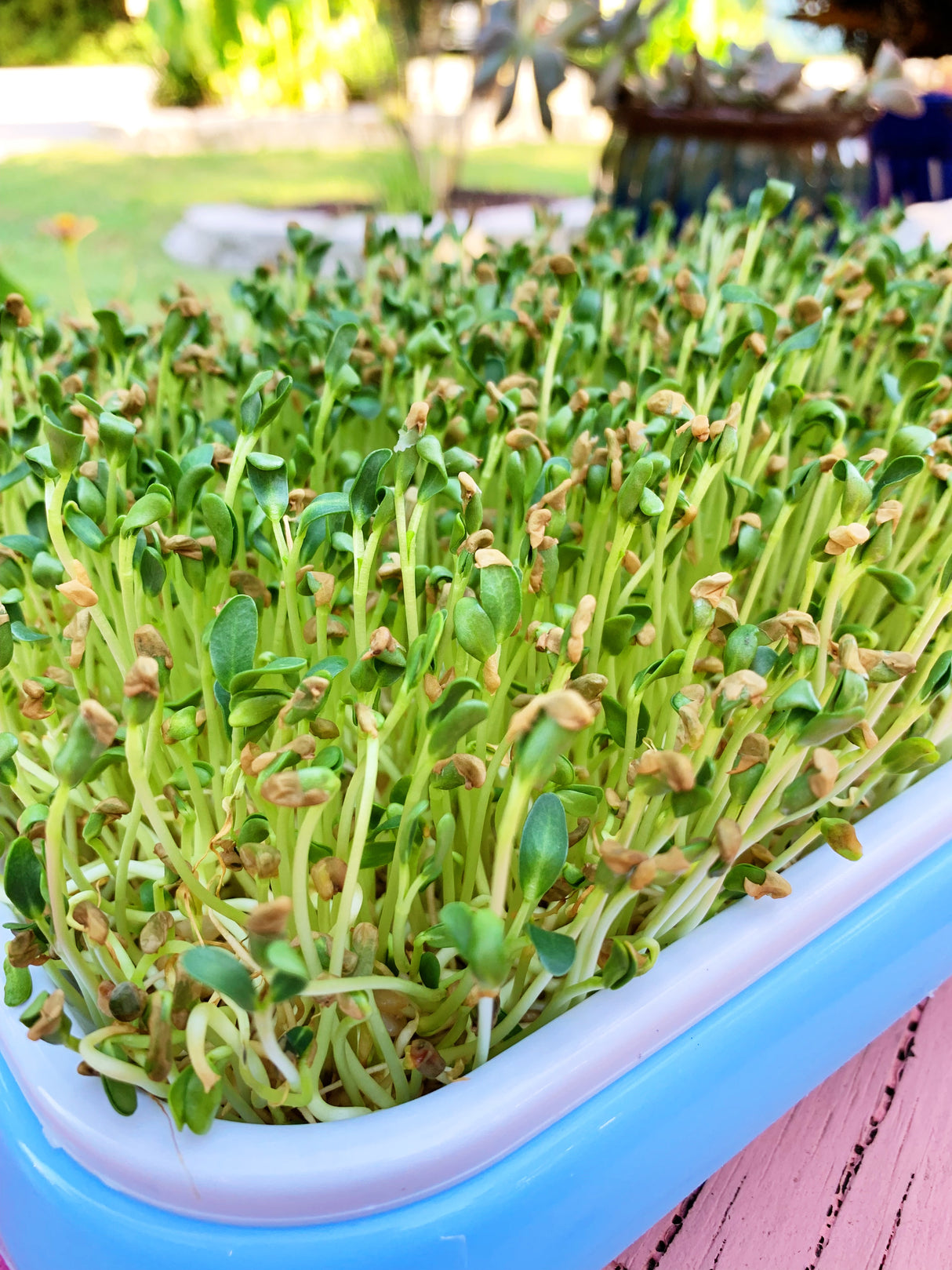 Sprouts/Microgreens - Fenugreek - SeedsNow.com