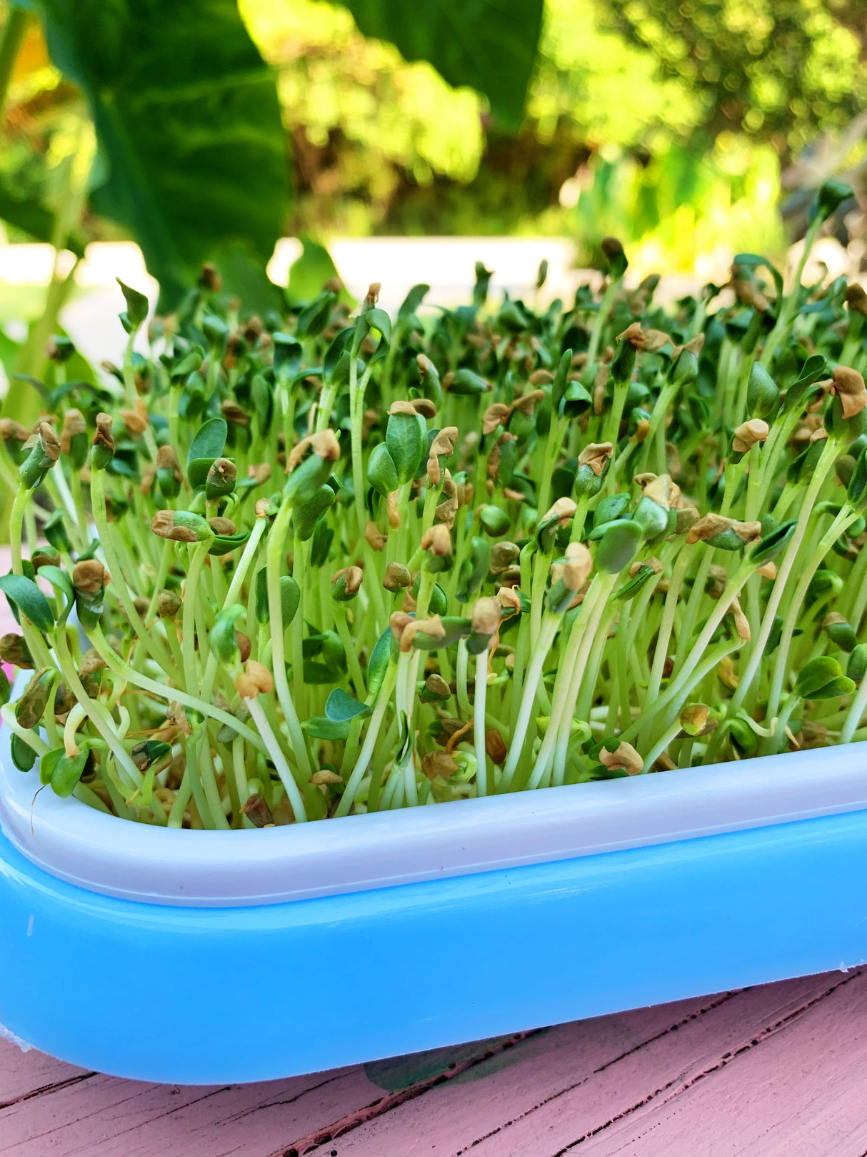 Sprouts/Microgreens - Fenugreek - SeedsNow.com