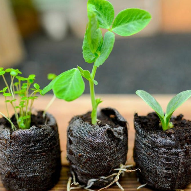 Expanding Seed Starting Soil Pods (ORGANIC).