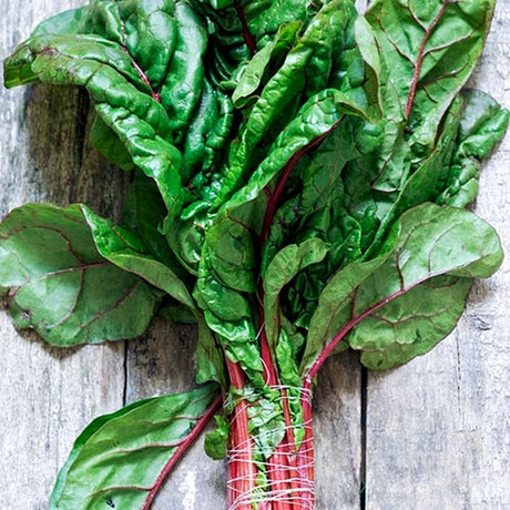 Swiss Chard - Hot Pink.