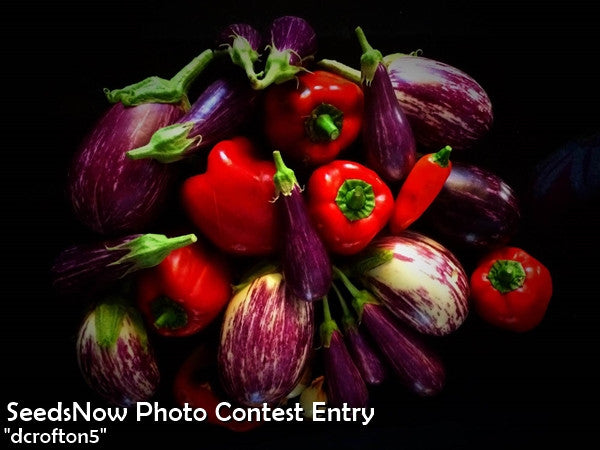 Eggplant - Round Mauve.