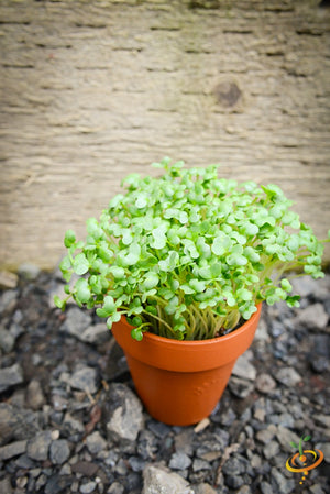 Sprouts/Microgreens - Mustard, Mizuna (Green).