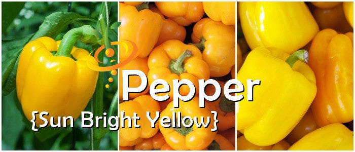 Pepper - Sun Bright Yellow.