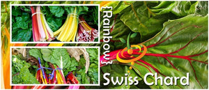 Swiss Chard - Rainbow Mix.