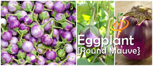 Eggplant - Round Mauve.