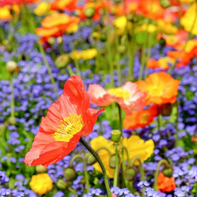 Wildflowers Poppy Scatter Garden Seed Mix | Bright Colors & Easy Grow