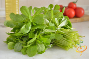 Purslane, Green - SeedsNow.com