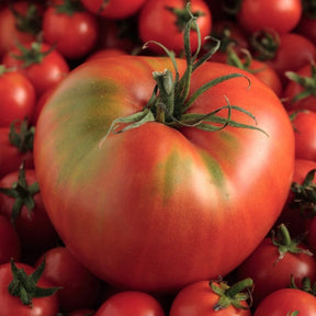 Tomato Mortgage Lifter Seeds | Jumbo 1-2 lb Beefsteak Heirloom Tomato