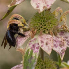 Spotted Wild Bergamot Bee Balm flower seeds in a packet, showcasing vibrant purple and green plant images for garden planting.