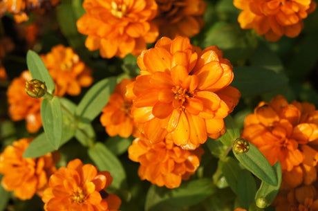 Orange King Zinnia flower seeds from SeedsNow, close-up of vibrant orange Zinnia blooms with green foliage.